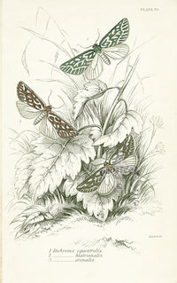 William Jardine Antique Steel Engraving Dichroma equestralis - Panteek Antique Prints