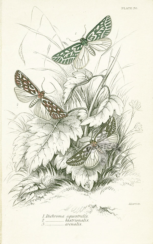 William Jardine Antique Steel Engraving Dichroma equestralis