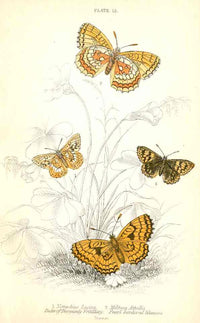 William Jardine Antique Steel Engraving Duke of Burgundy Fritillary - Panteek Antique Prints