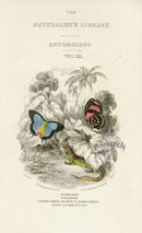 William Jardine Antique Steel Engraving Entomology Title Page III - Panteek Antique Prints