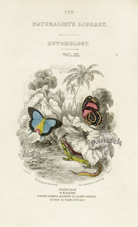 William Jardine Antique Steel Engraving Entomology Title Page III - Panteek Antique Prints