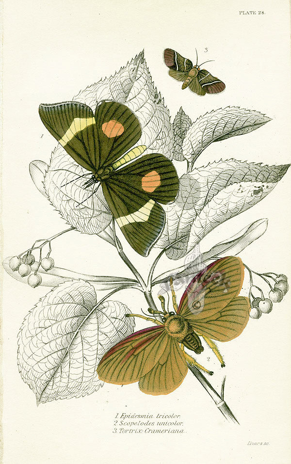 William Jardine Antique Steel Engraving Epidesmia tricolor