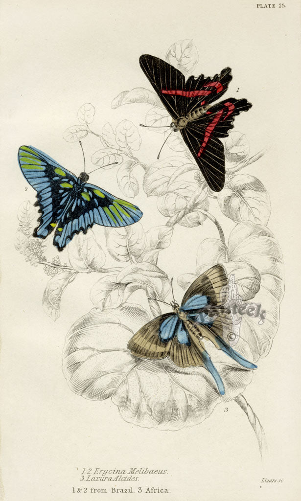 William Jardine Antique Steel Engraving Erycina Melibaeus