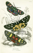 William Jardine Antique Steel Engraving Eusemia lectrix - Panteek Antique Prints