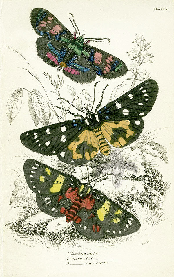 William Jardine Antique Steel Engraving Eusemia lectrix