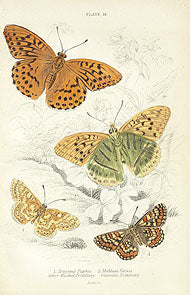 William Jardine Antique Steel Engraving Glanville Fritillary - Panteek Antique Prints