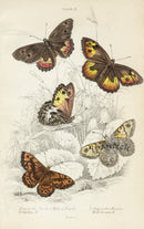 William Jardine Antique Steel Engraving Grayling Butterfly - Panteek Antique Prints