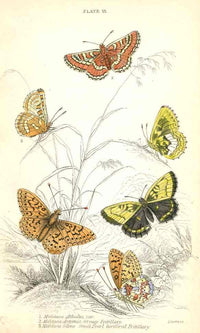 William Jardine Antique Steel Engraving Great Fritillary Butterfly - Panteek Antique Prints