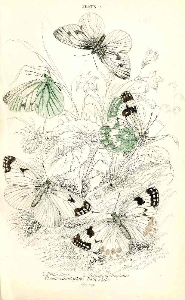 William Jardine Antique Steel Engraving Green Veined White