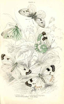 William Jardine Antique Steel Engraving Green Veined White Butterfly - Panteek Antique Prints