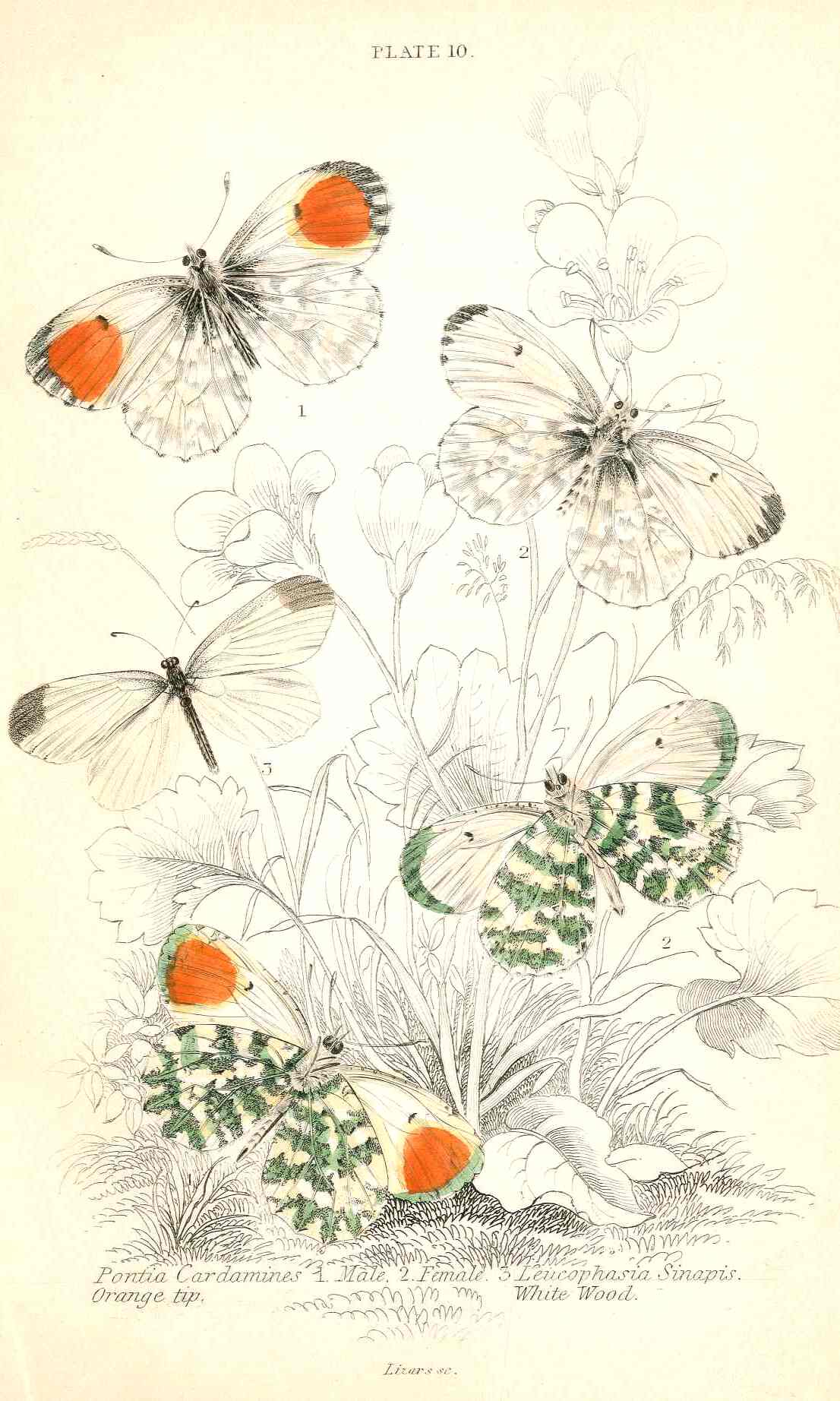 William Jardine Antique Steel Engraving Hawthorn Butterfly