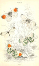 William Jardine Antique Steel Engraving Hawthorn Butterfly - Panteek Antique Prints