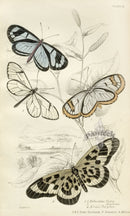 William Jardine Antique Steel Engraving Heliconia flora - Panteek Antique Prints