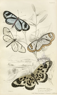 William Jardine Antique Steel Engraving Heliconia flora - Panteek Antique Prints