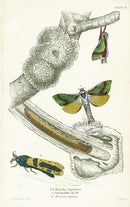 William Jardine Antique Steel Engraving Hepialus Lignivorus - Panteek Antique Prints