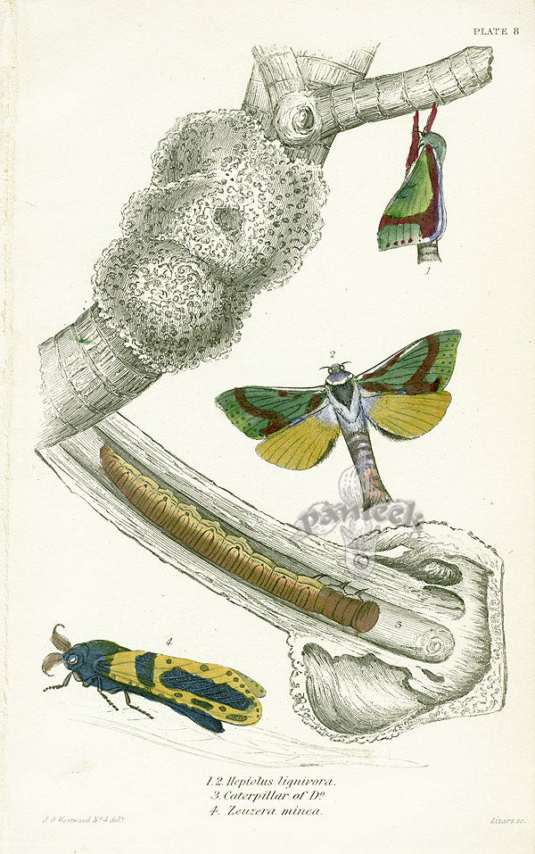 William Jardine Antique Steel Engraving Hepialus Lignivorus