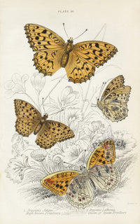 William Jardine Antique Steel Engraving High brown Fritillary - Panteek Antique Prints