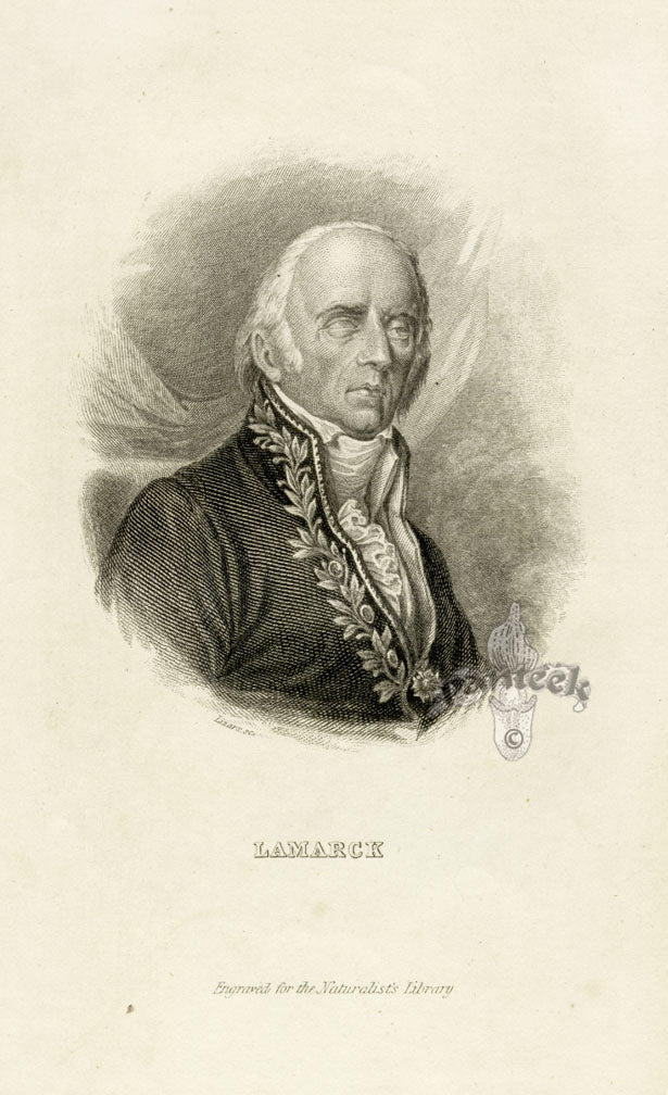 William Jardine Antique Steel Engraving Lamarck with Memoir