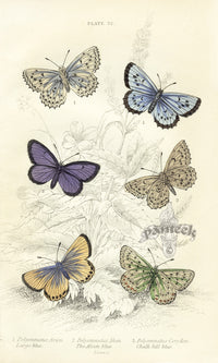 William Jardine Antique Steel Engraving Large Blue Butterfly - Panteek Antique Prints