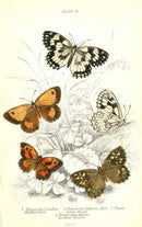 William Jardine Antique Steel Engraving Large Heath Butterfly - Panteek Antique Prints