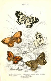 William Jardine Antique Steel Engraving Large Heath Butterfly - Panteek Antique Prints