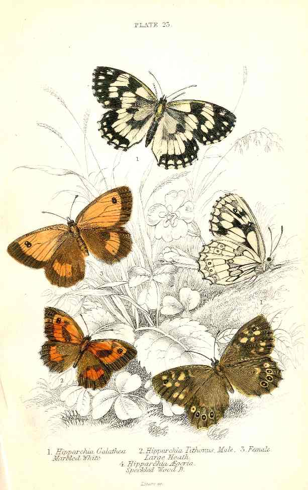 William Jardine Antique Steel Engraving Large Heath Butterfly