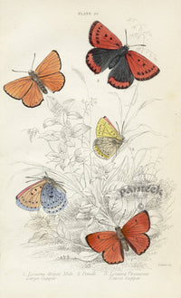 William Jardine Antique Steel Engraving Large, Scarce Copper - Panteek Antique Prints