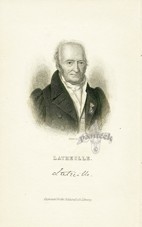 William Jardine Antique Steel Engraving Latreille