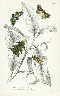 William Jardine Antique Steel Engraving Limacodes - Panteek Antique Prints