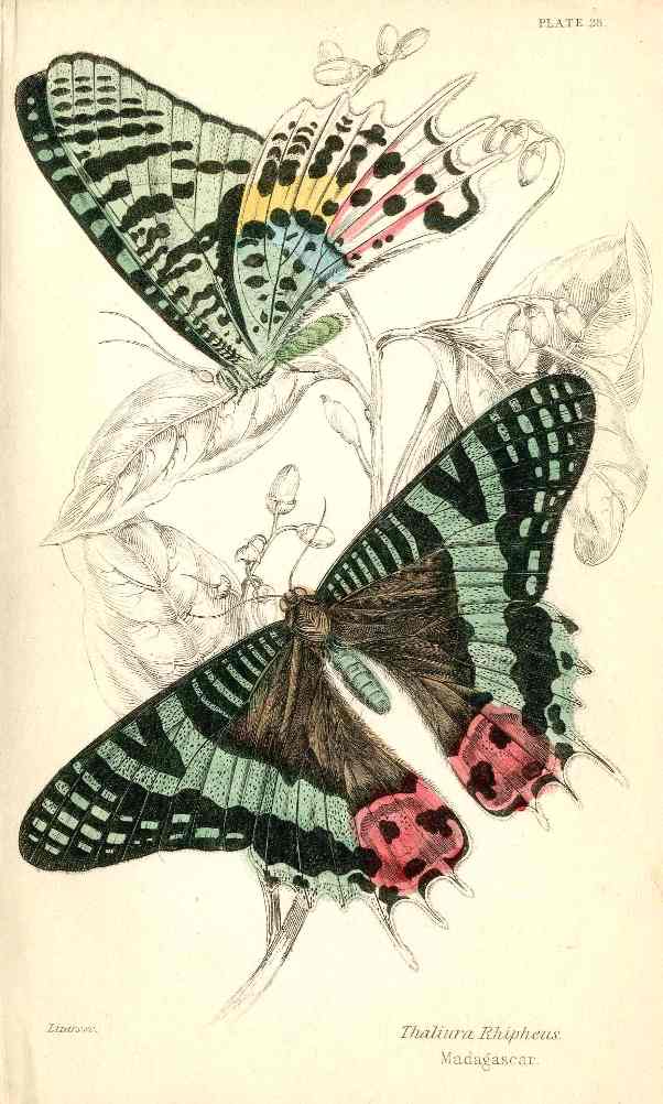 William Jardine Antique Steel Engraving Madagascar Sunset Moth