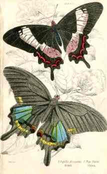 William Jardine Antique Steel Engraving P. Ascanius, P. Paris