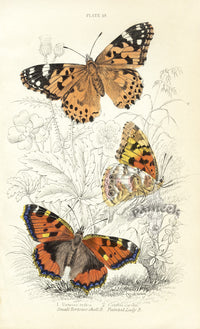 William Jardine Antique Steel Engraving Painted Lady - Panteek Antique Prints