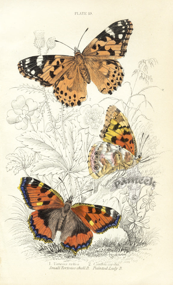 William Jardine Antique Steel Engraving Painted Lady