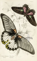 William Jardine Antique Steel Engraving Papilio Memnon - Panteek Antique Prints