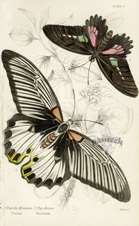 William Jardine Antique Steel Engraving Papilio Memnon - Panteek Antique Prints