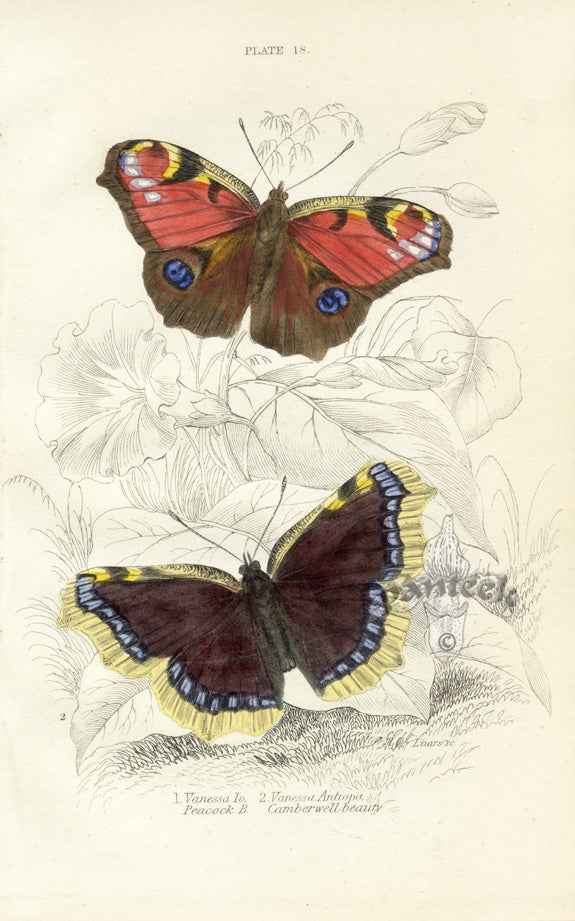 William Jardine Antique Steel Engraving Peacock Butterfly