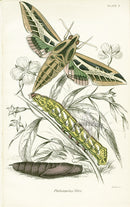 William Jardine Antique Steel Engraving Philampelus Vitis - Panteek Antique Prints