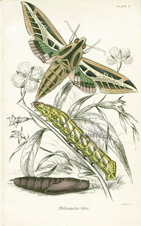 William Jardine Antique Steel Engraving Philampelus Vitis - Panteek Antique Prints