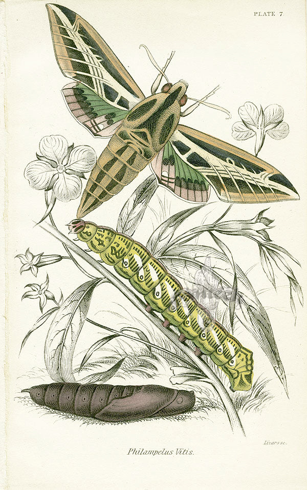 William Jardine Antique Steel Engraving Philampelus Vitis