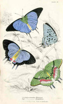 William Jardine Antique Steel Engraving Polyommatus Marsyas - Panteek Antique Prints