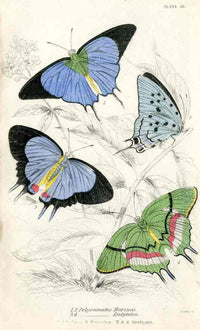 William Jardine Antique Steel Engraving Polyommatus Marsyas - Panteek Antique Prints