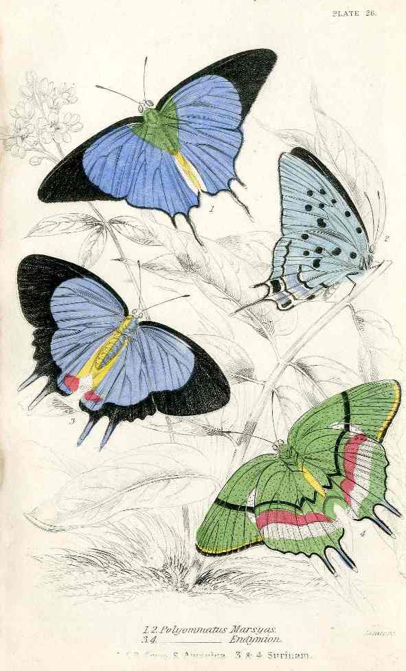 William Jardine Antique Steel Engraving Polyommatus Marsyas