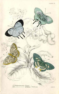 William Jardine Antique Steel Engraving Polyommatus Venus - Panteek Antique Prints