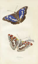 William Jardine Antique Steel Engraving Purple Emperor - Panteek Antique Prints