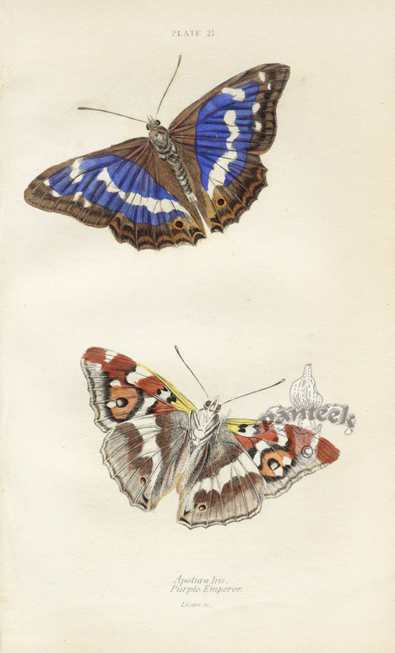 William Jardine Antique Steel Engraving Purple Emperor