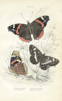 William Jardine Antique Steel Engraving Red Admiral - Panteek Antique Prints