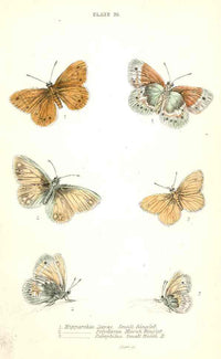 William Jardine Antique Steel Engraving Ringlet, Heath Butterfly - Panteek Antique Prints