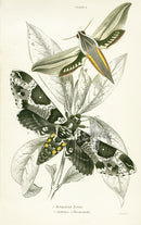 William Jardine Antique Steel Engraving Sphinx Chionathi - Panteek Antique Prints