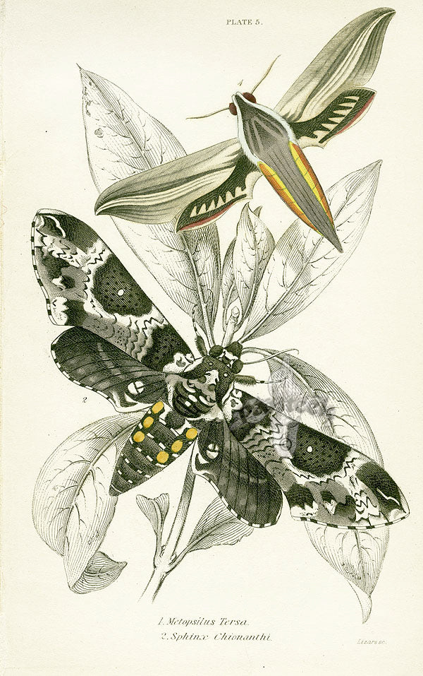 William Jardine Antique Steel Engraving Sphinx Chionathi