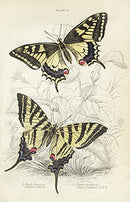 William Jardine Antique Steel Engraving Swallow Tail Butterfly - Panteek Antique Prints